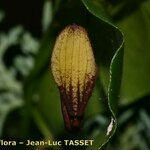 Aristolochia altissima Flower