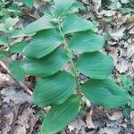 Polygonatum odoratumFoglia