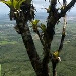 Aechmea bromeliifolia Kaarna