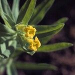 Lithospermum californicum