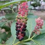 Phytolacca acinosaFruchs