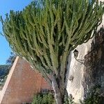 Euphorbia murielii Habit