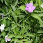 Brunfelsia pauciflora عادت داشتن