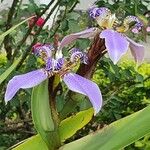 Neomarica gracilis 花