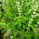 Ocimum americanum Лист