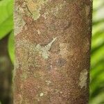 Ilex martiniana Bark