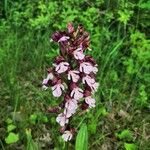 Orchis purpureaFlower