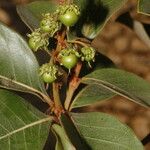 Byrsonima crassifolia Fruit