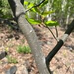 Prunus virginiana Bark