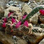 Salmonopuntia salmiana Leaf