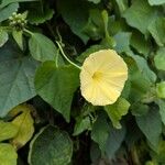 Ipomoea obscura Λουλούδι