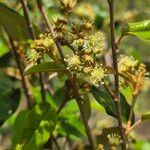 Croton dichogamus Flower