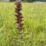 Pontechium maculatum Flower