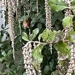 Garrya elliptica Leaf