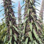 Echium pininana Likasa