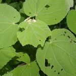 Malvaviscus arboreus Leaf