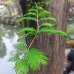 Metasequoia glyptostroboides Folla