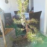 Pinus sylvestrisعادت داشتن