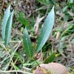 Nectandra megapotamica Лист