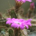Echinocereus pentalophus 花