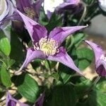 Clematis integrifolia Fleur