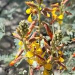 Hoffmannseggia glauca Flower
