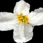 Nymphoides cristata Flor