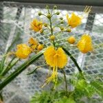 Caesalpinia pulcherrima Blüte