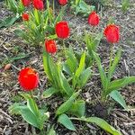 Tulipa agenensis অভ্যাস