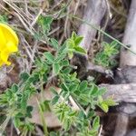 Cytisus decumbens Φύλλο