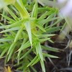 Drypis spinosa Likasa