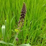 Muscari comosumFlower