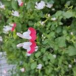Salvia microphylla Fleur