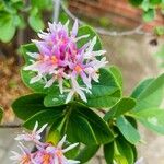 Dais cotinifolia Συνήθη χαρακτηριστικά