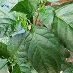 Capsicum chinense Leaf