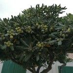 Pittosporum tobira Frucht