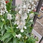 Salvia farinacea Cvet