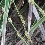 Carex conica Kvet