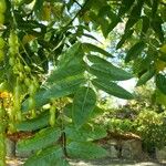 Sophora japonica Leaf