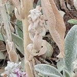 Stachys byzantina Kora