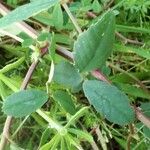 Trigonella esculenta Leaf