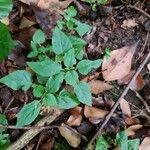 Circaea alpina Leaf