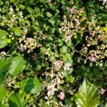 Rubus discolor 花