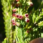 Erica reunionensis 花
