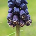 Bellevalia paradoxa 花