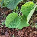 Grewia villosa Leaf