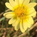 Leucanthemopsis pallida Λουλούδι