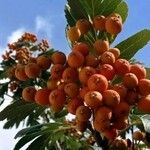 Sorbus intermedia Φρούτο