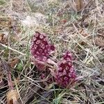Petasites hybridus Çiçek