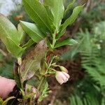 Vaccinium padifolium Folha